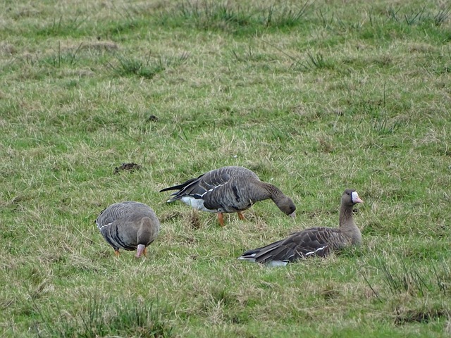 双方能否顺 双方能否顺