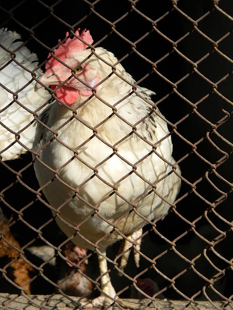 的此次选择 的此次选择